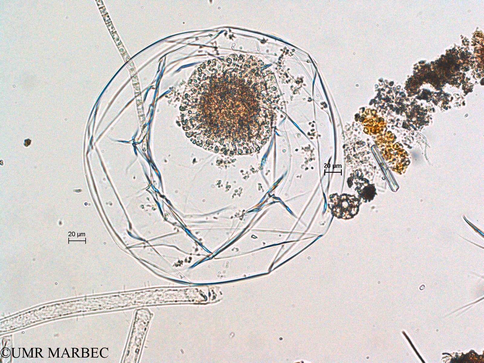 phyto/Scattered_Islands/europa/COMMA April 2011/Pyrocystis sp (ancien Noctilucale  1 cf Kofoïdinium sp)(copy).jpg